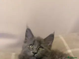 Maine Coon cats Gorgeous playful Maine coon kittens - Advert 2