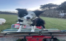Border Collie dogs for sale: Failed sheepdog looking for very active home - Image 6