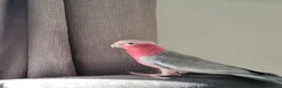 Parakeets birds for sale: Gallah parrot for sale in High Wycombe - Advert 6