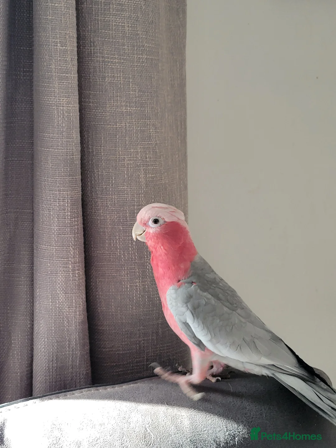 Parakeets birds for sale: Gallah parrot for sale in High Wycombe - Advert 6