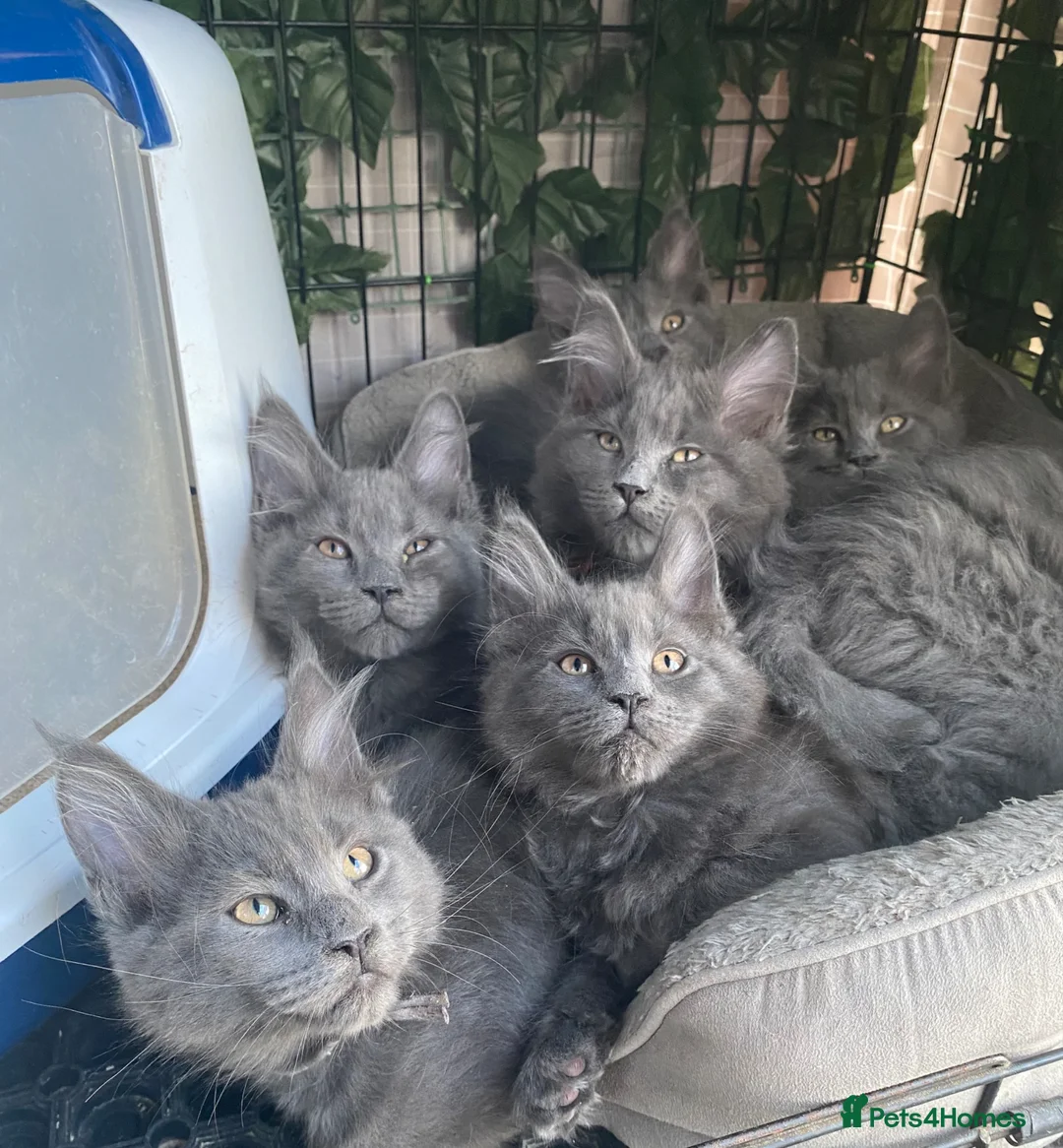 Maine Coon cats for sale: 💙*🦁*BLUE MAINE COON*💎*KITTENS*🦁*💙 - Advert 20