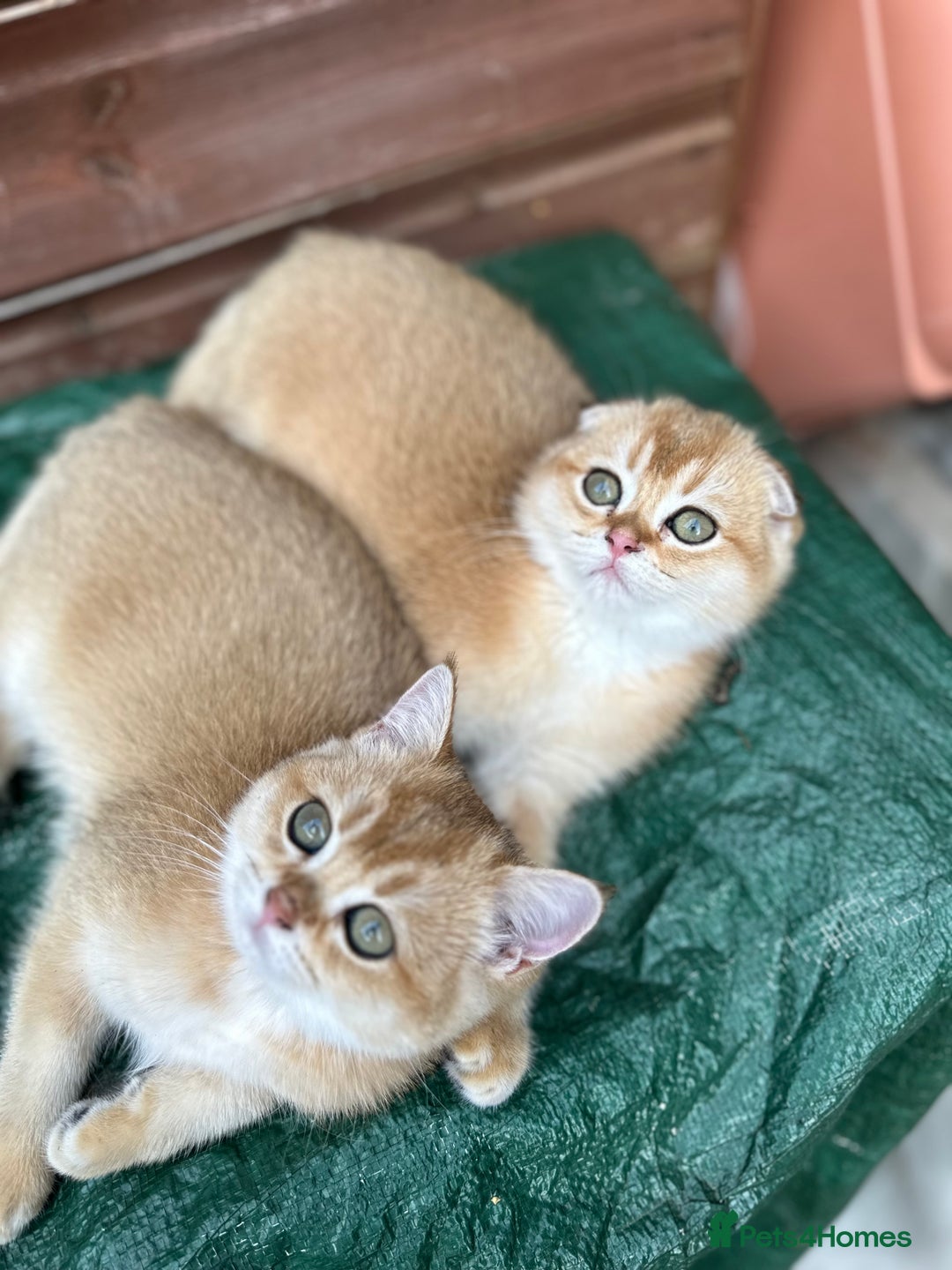 Scottish Fold cats for sale: 1male  1 female READY TO COLLECT - Image 26