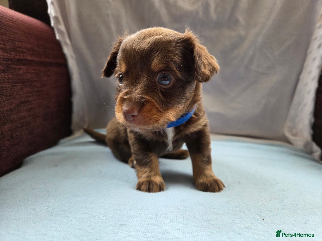 Mixed Breed dogs for sale: Beautiful Jack Russell x Chihuahua Puppies  - Image 15