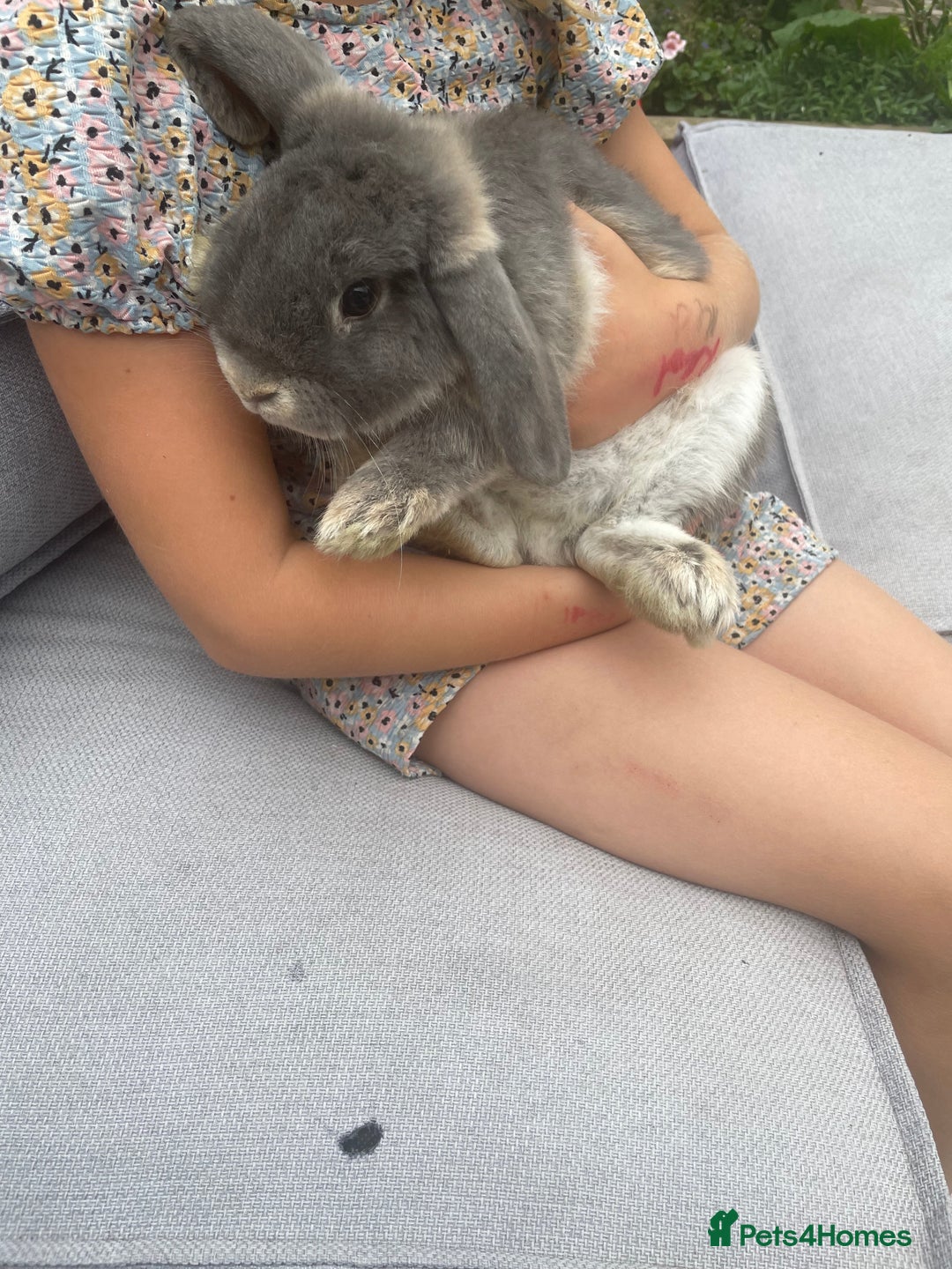 English Lop rabbits for sale: Flop eared male rabbit - Image 3
