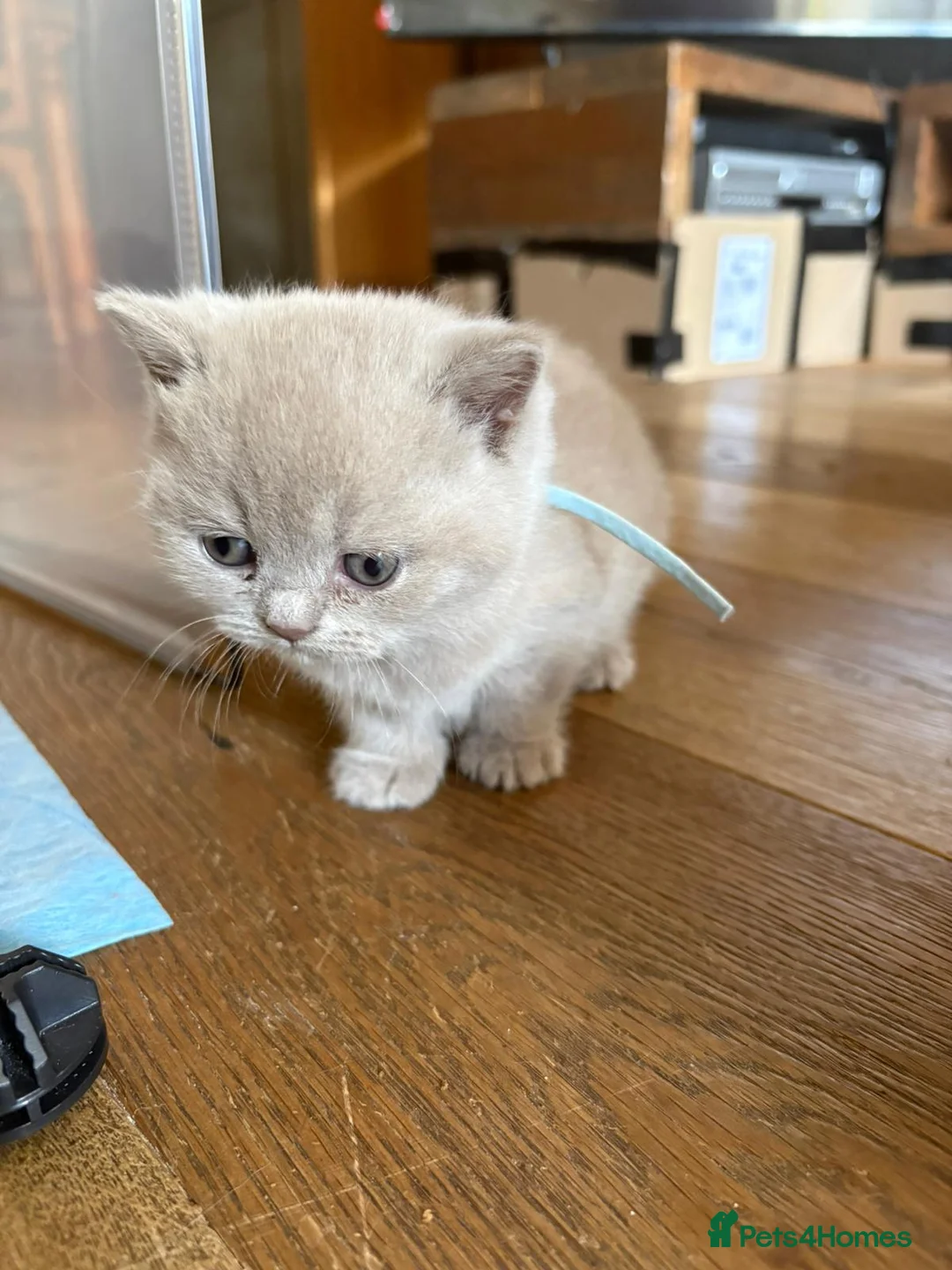 British Shorthair cats for sale: Gorgeous chunky fawn British Shorthair Kitten  - Advert 5