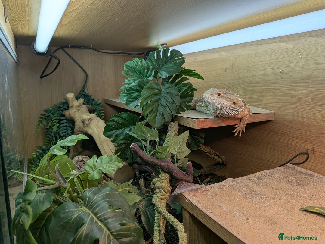 Bearded Dragon reptiles for sale: Bearded Dragon For Sale - Advert 1