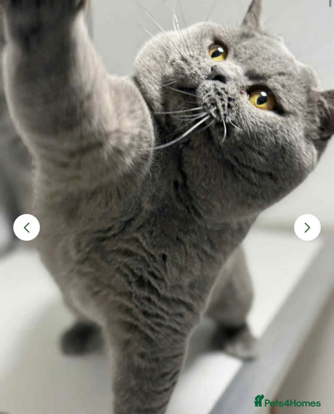 British Shorthair cats for stud: Champion Blue Boy, Kotoffski Lines FOR STUD - Advert 14