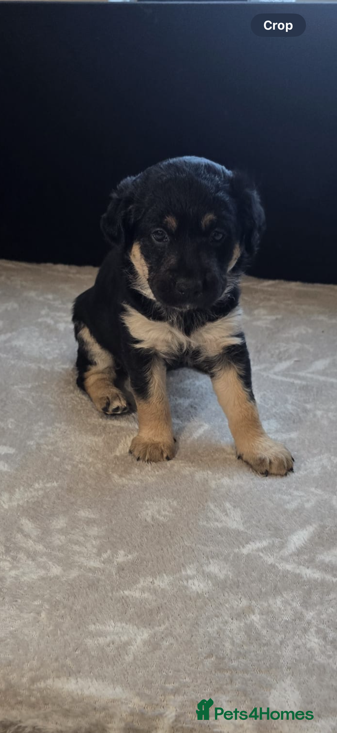 Mixed Breed dogs for sale: READY NOW - Goldador x Labrottie Miniature Puppies - Advert 1