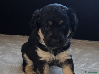 Mixed Breed dogs READY NOW - Goldador x Labrottie Miniature Puppies - Advert 1