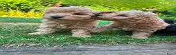 Toy Poodle dogs for sale: Stunning litter of Toy Poodles  - Advert 15