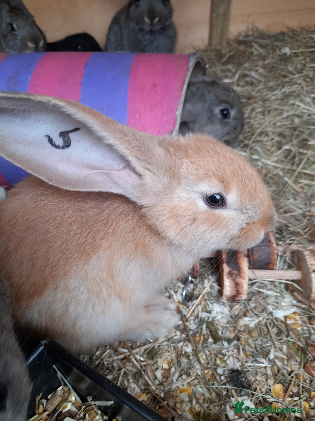 Continental Giant rabbits for sale: Beautiful Pure Continental Giant Babies - Advert 23