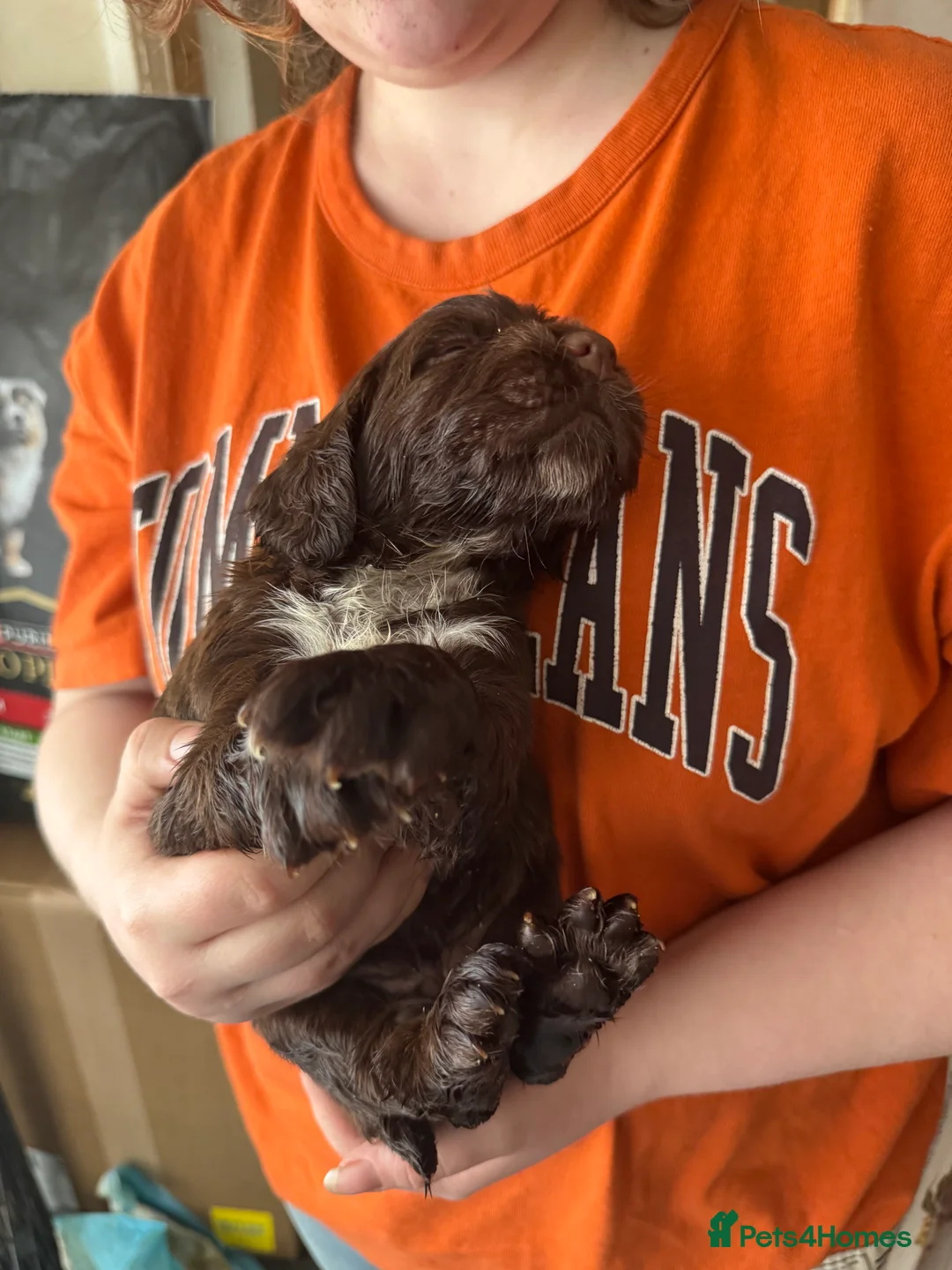 Sprocker dogs for sale: Beautiful sprocker spaniel puppies in Cheltenham - Advert 2