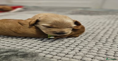 Cavapoo dogs - Advert 2