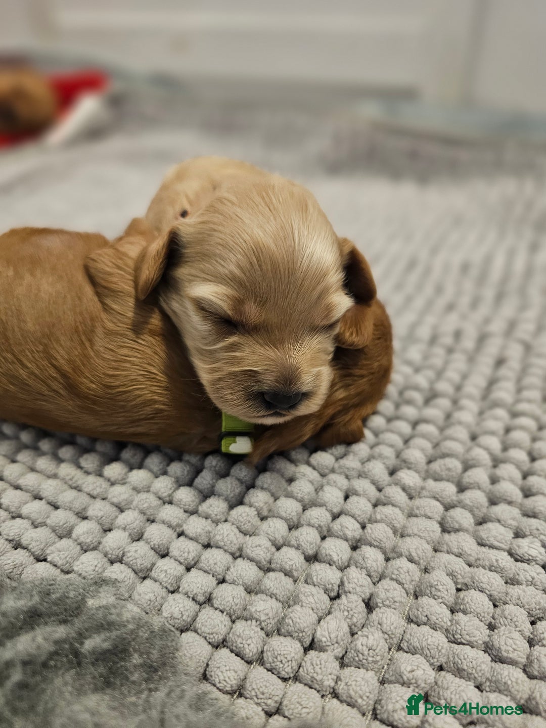Cavapoo dogs for sale: Toy Cavapoo Puppies - Image 3