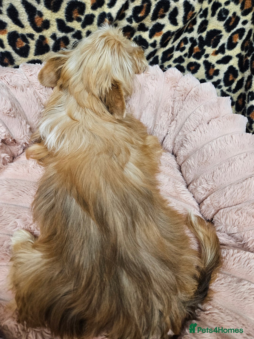 Yorkshire Terrier dogs for sale: Small Blonde Yorkie girl ready now - Advert 13