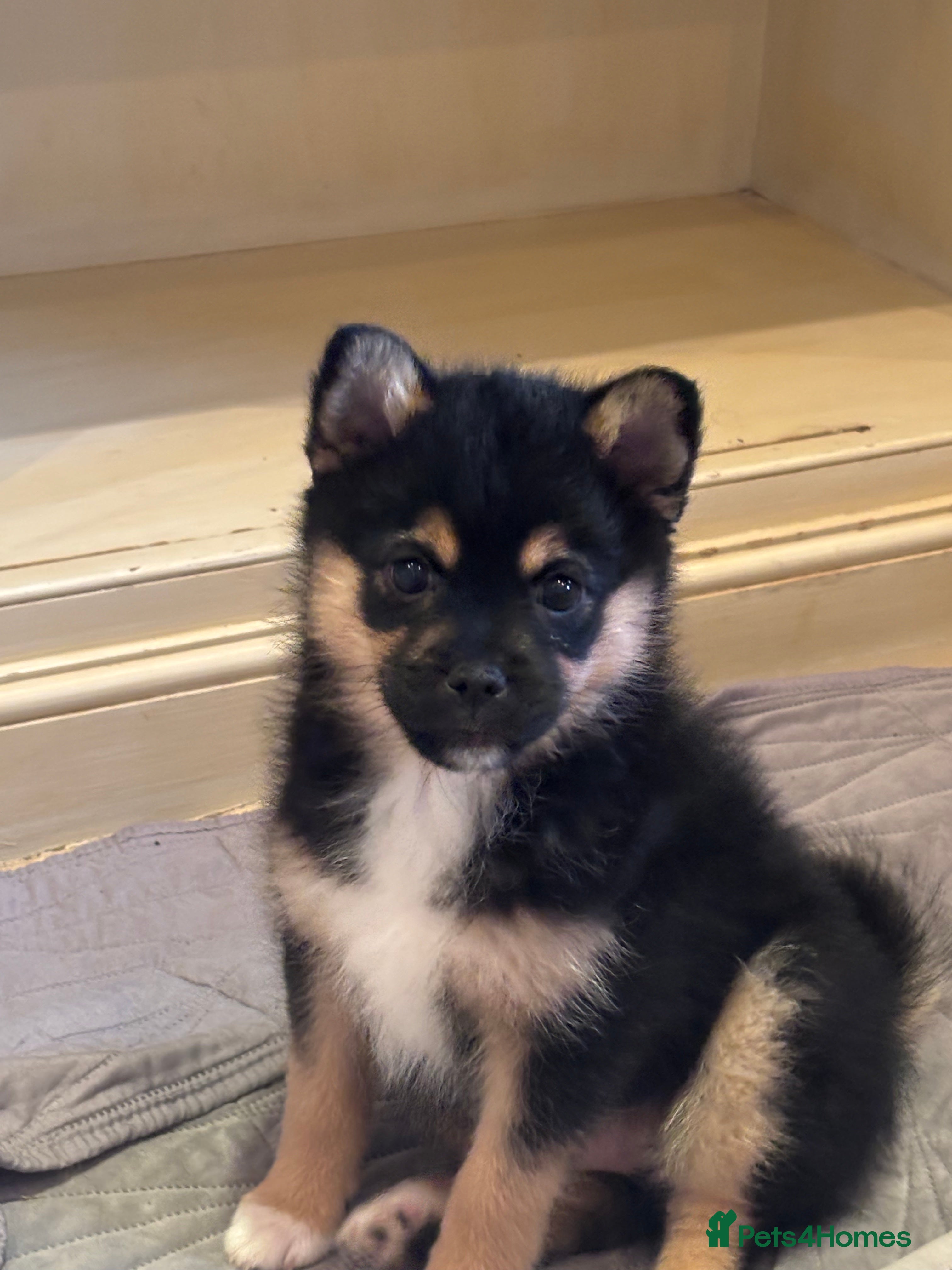 Pomsky dogs Pomsky Puppies AVAILABLE NOW - Advert 8