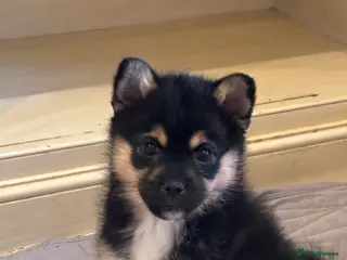 Pomsky dogs Pomsky Puppies AVAILABLE NOW - Advert 8