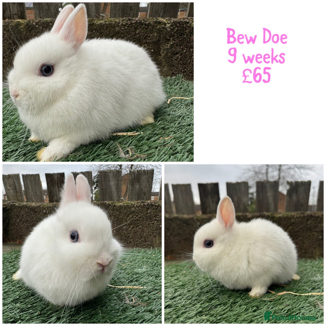 Netherland Dwarf rabbits for sale: Pure breed Netherlands dwarf  - Advert 2