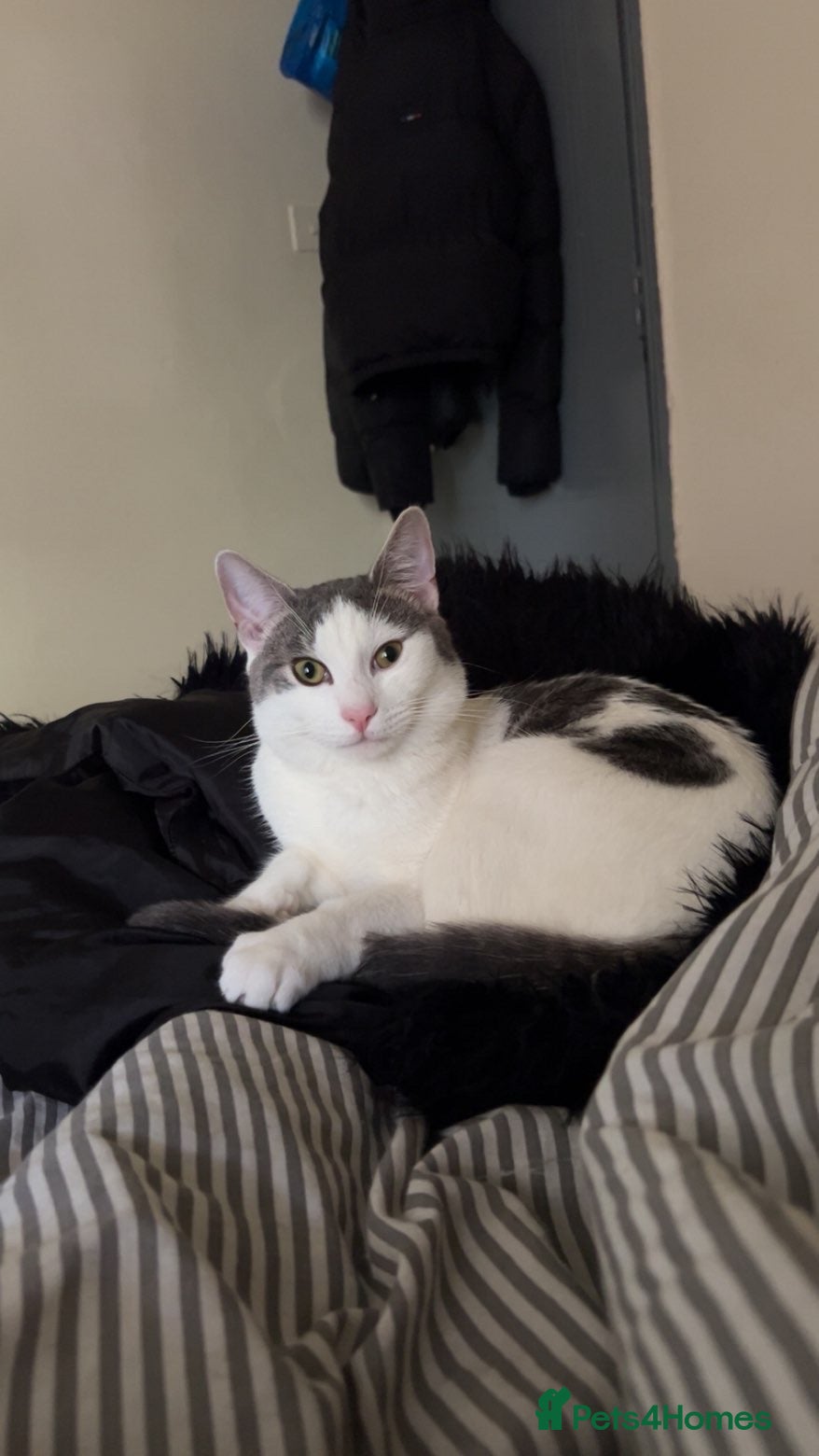 Mixed Breed cats Lucianio - Advert 3