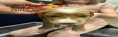 Goldendoodle 8 yellow