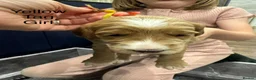 Goldendoodle dogs for sale: Golden doodles F2b L@@k reduced!!  - Advert 33