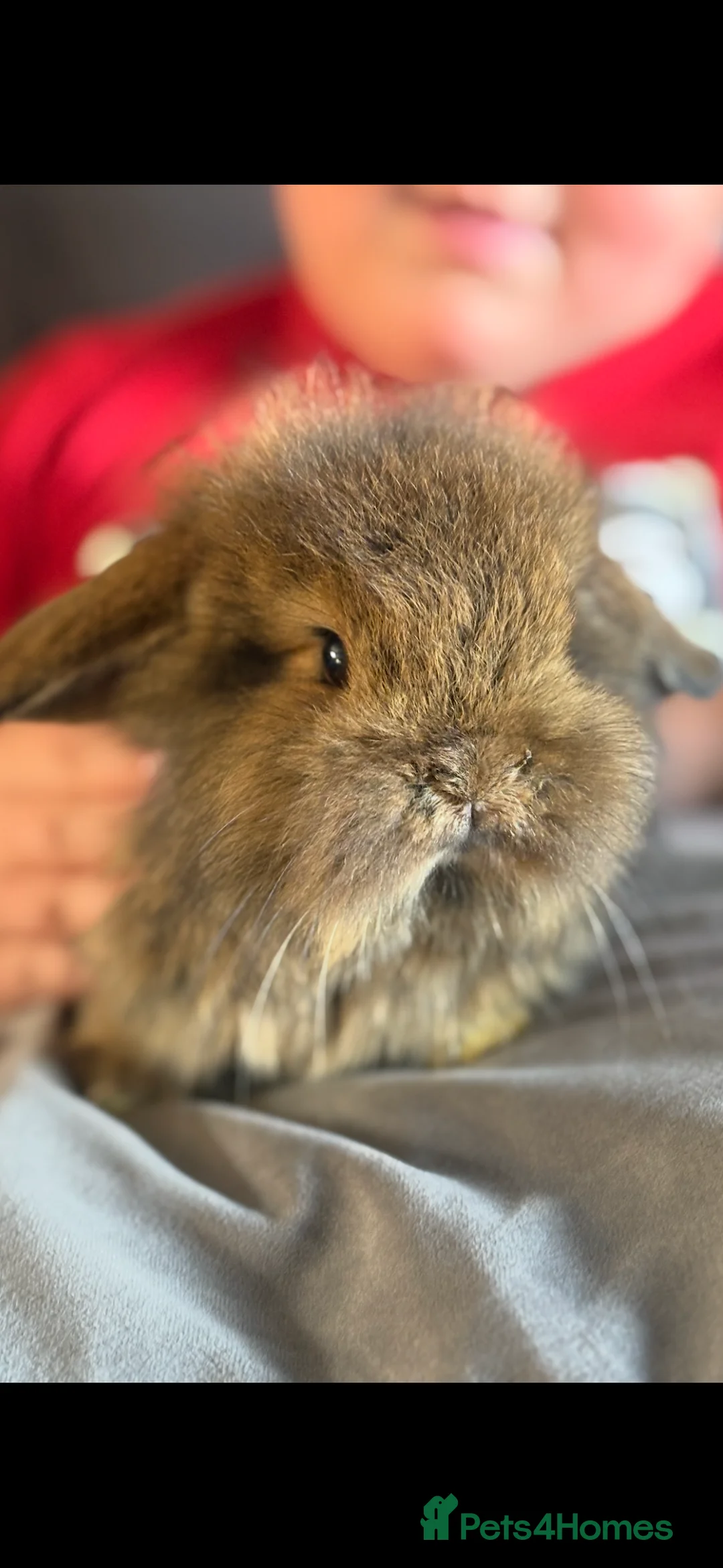 Mixed Breed rabbits for sale: 2 female bonded rabbits  - Advert 1