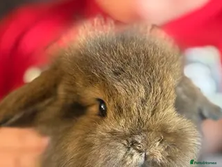 Mixed Breed rabbits 2 female bonded rabbits - Advert 1