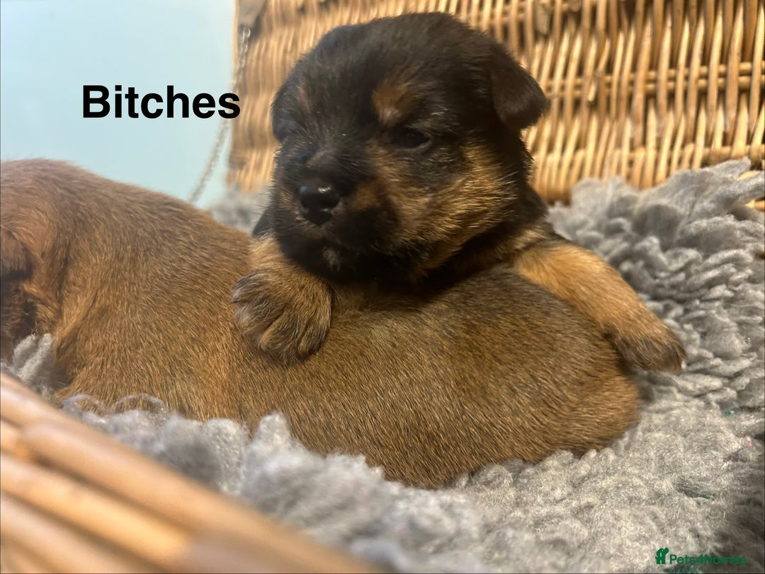 Norfolk Terrier dogs for sale: KC Norfolk terrier puppies  - Advert 6