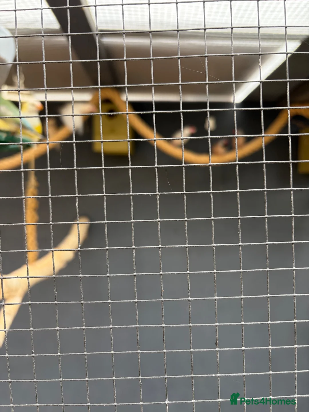 Finches birds for sale: Java finches in High Wycombe - Advert 2