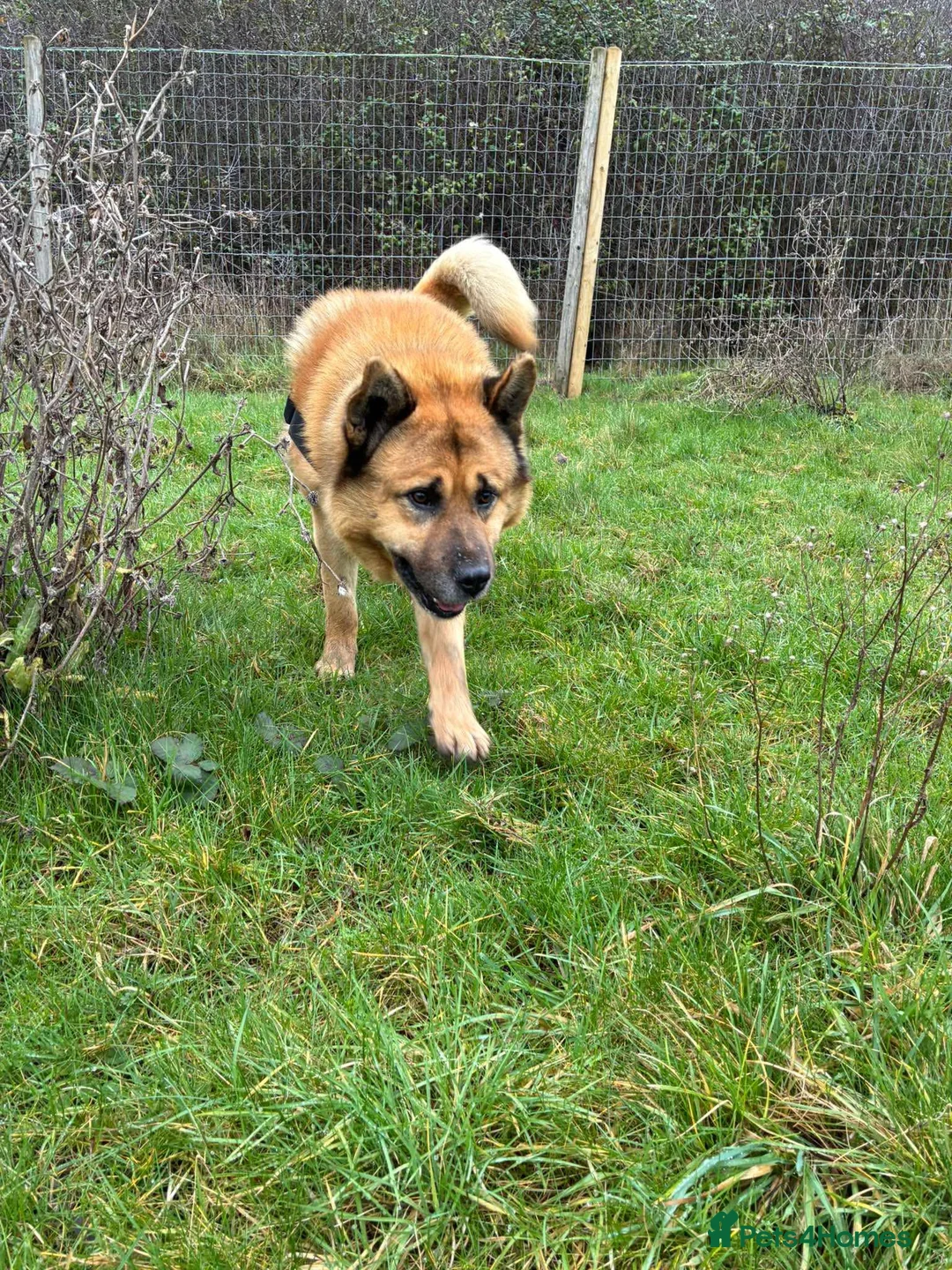 Mixed Breed dogs for adoption: Kenji is in need of his forever home!  - Advert 3