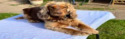 Cocker Spaniel dogs for sale: Beautiful Show Type Kc Reg. in Dymock - Advert 10