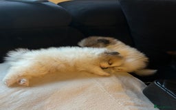 Pomeranian dogs for sale: Unique patterned Pomeranians 🩵🩷 - Image 6