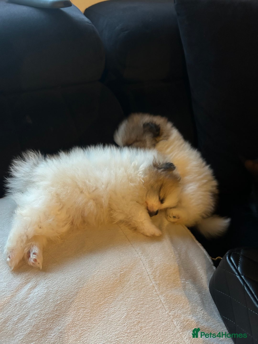 Pomeranian dogs for sale: Unique patterned Pomeranians 🩵🩷 - Image 6