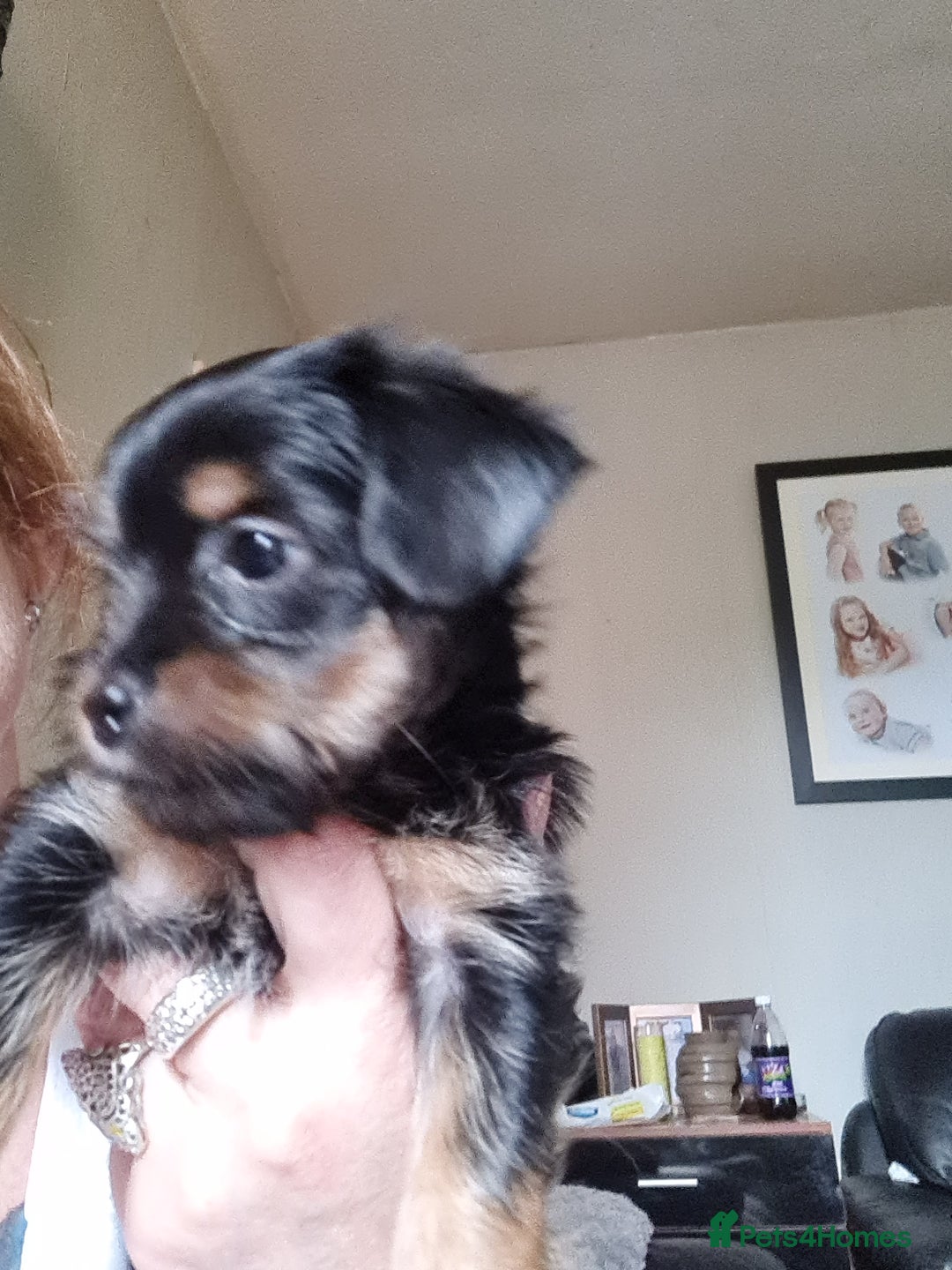 Mixed Breed dogs for sale: Yorkie cross tibetan spaniel  - Image 7