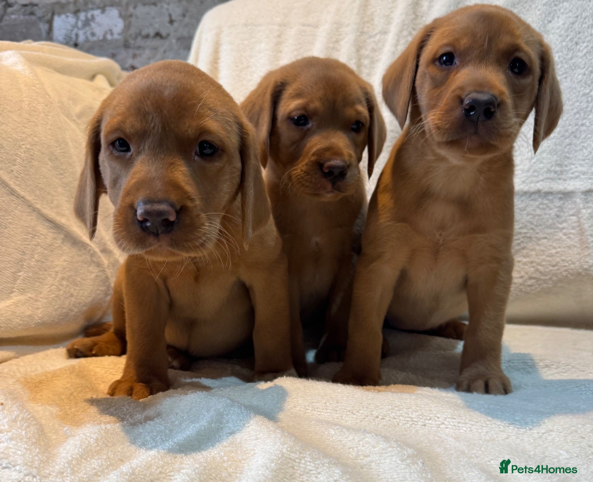 Labrador Retriever dogs Labradors FOX RED - Advert 1