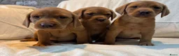 Labrador Retriever dogs for sale: Labradors FOX RED - Advert 1