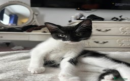 Mixed Breed cats for sale: Kittens for adoption - Image 1