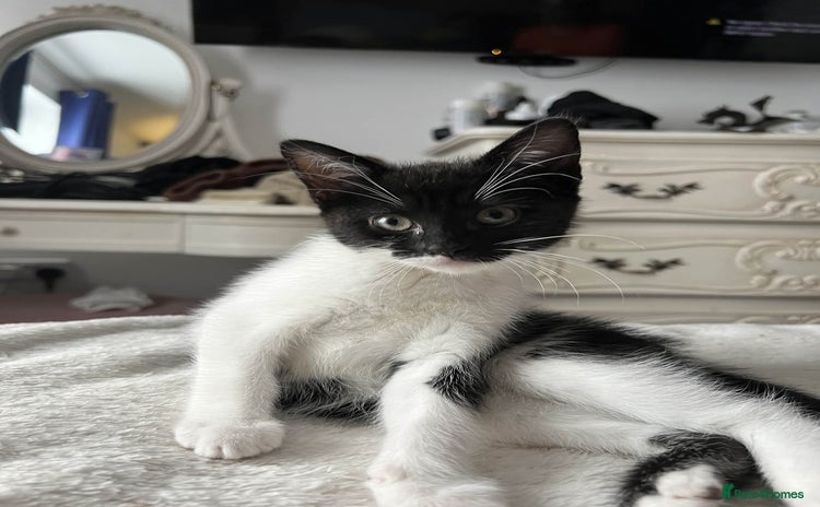 Mixed Breed cats - Advert 1