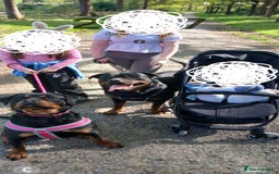 Rottweiler dogs for sale: Purebred Rottweiler Puppies Family Raised! 🐾 - Image 2