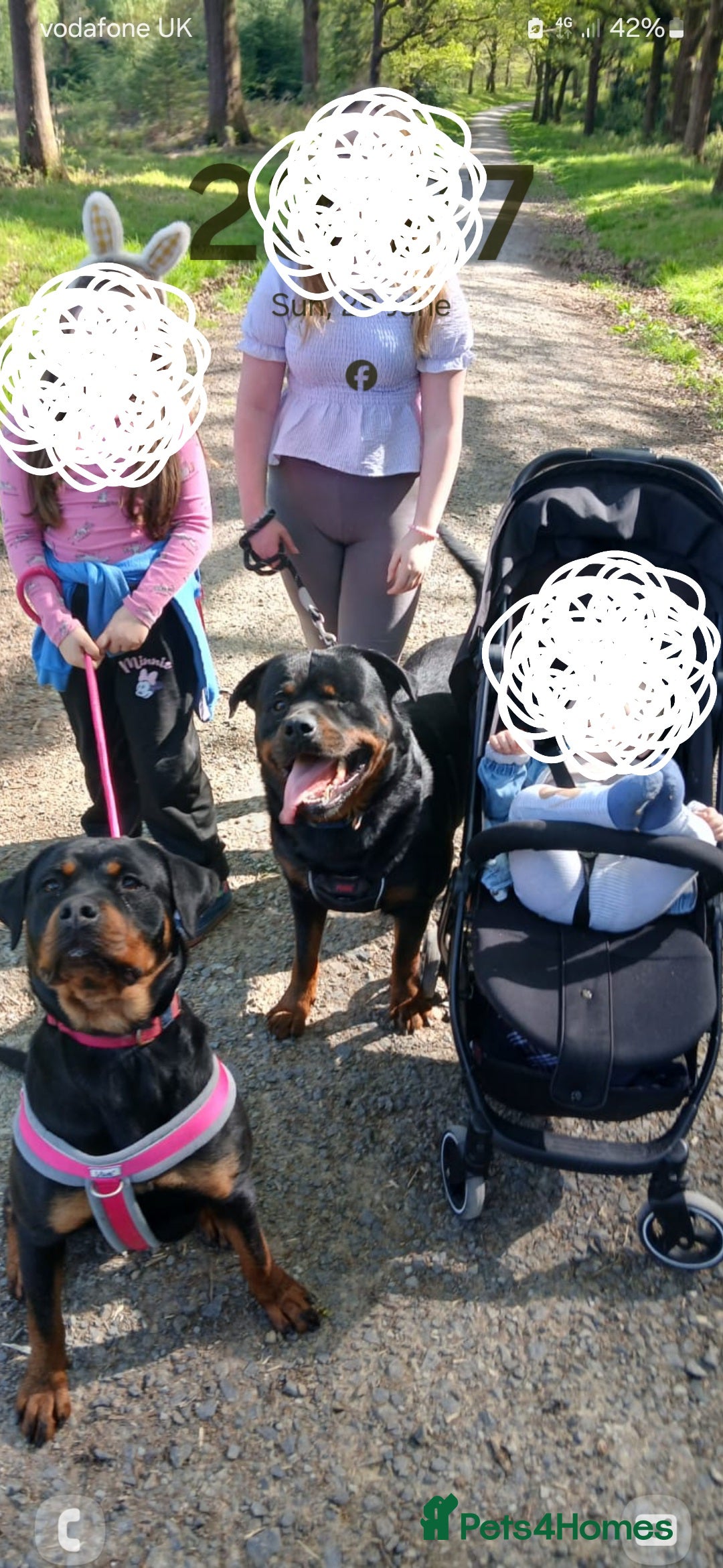 Rottweiler dogs for sale: Purebred Rottweiler Puppies Family Raised! 🐾 - Image 2
