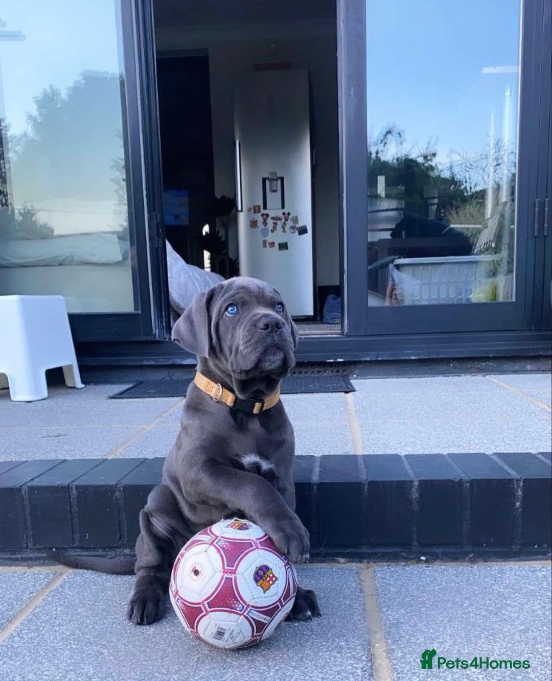 Cane Corso dogs for stud: Kain - For Stud - Image 5
