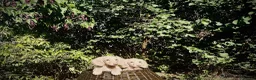Miniature Dachshund dogs for sale: 1 only Blonde cream miniature dachshund - Advert 21