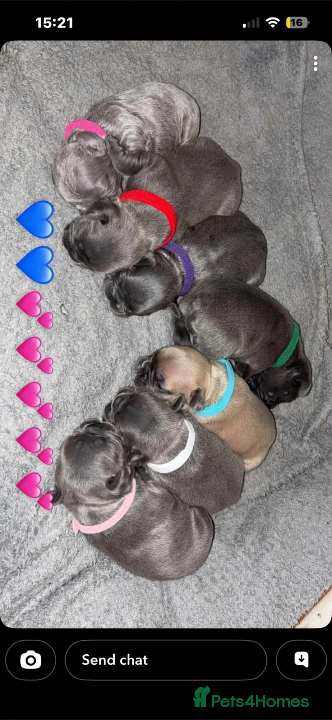 French Bulldog dogs for sale: French bulldogs puppies  in Liverpool - Advert 2