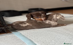 Miniature Dachshund dogs for sale: Beautiful kc mini dachshunds  - Image 6