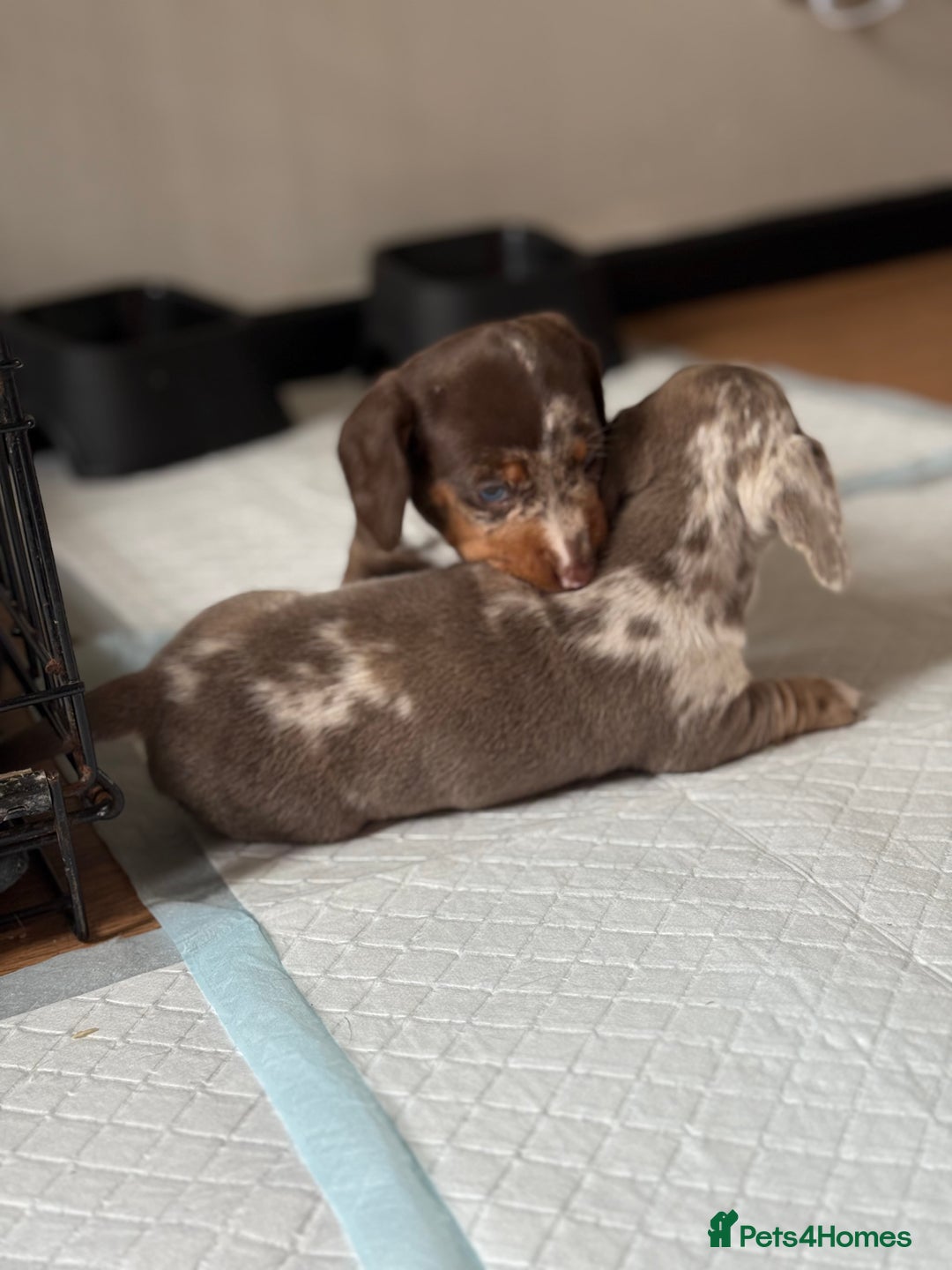 Miniature Dachshund dogs for sale: Beautiful kc mini dachshunds  - Image 6