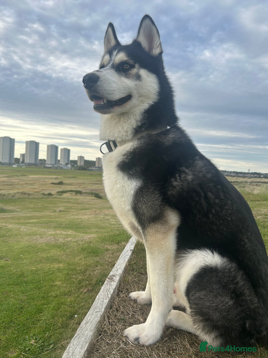 Siberian Husky dogs for sale: Summer  - Image 2
