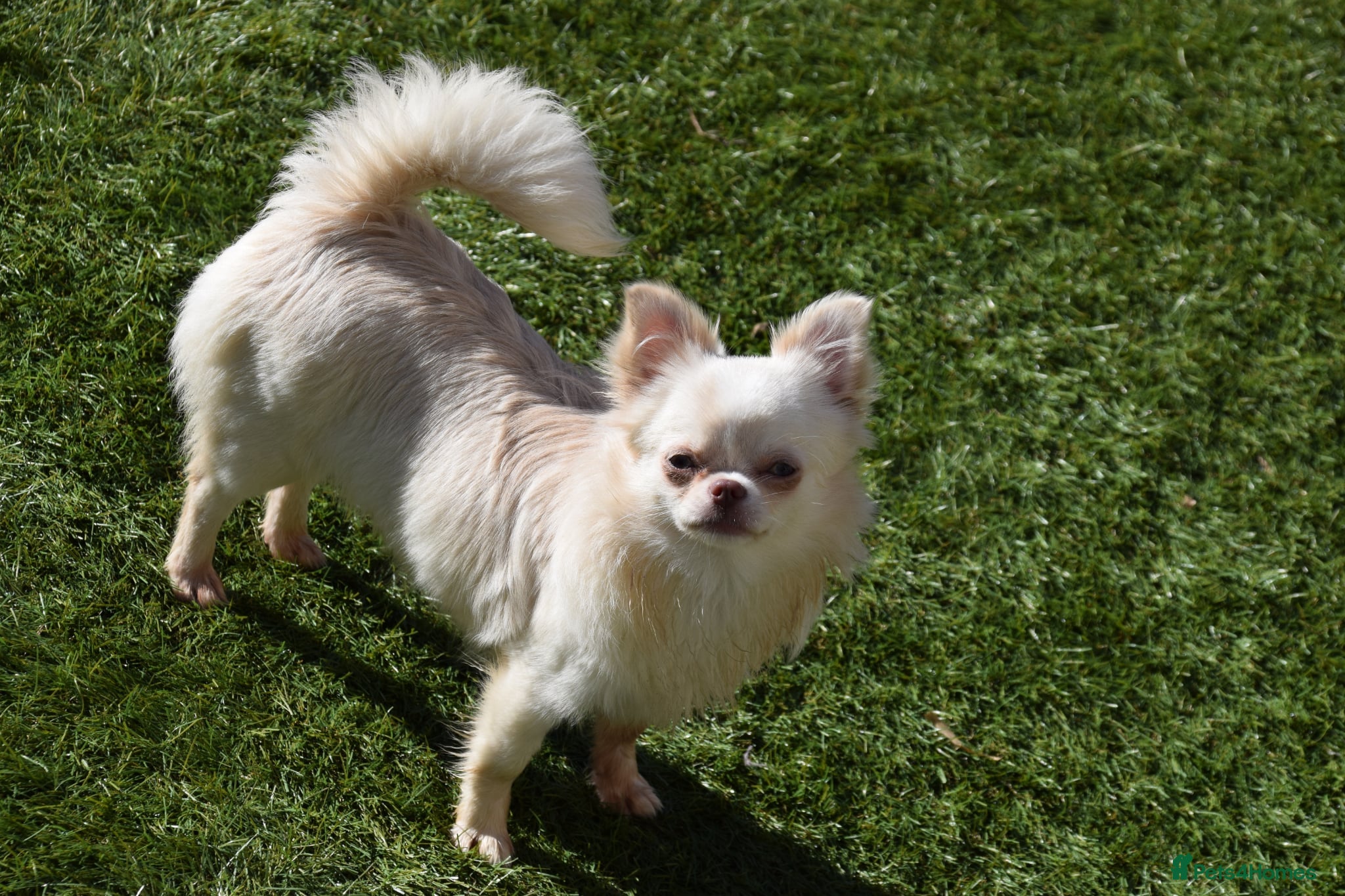 Chihuahua dogs for sale: Gorgeous Long Coat Chihuahua Girl in Dunfermline - Advert 3