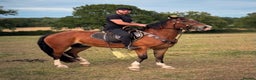Welsh Section D horses for sale: Horse for sale  - Advert 2