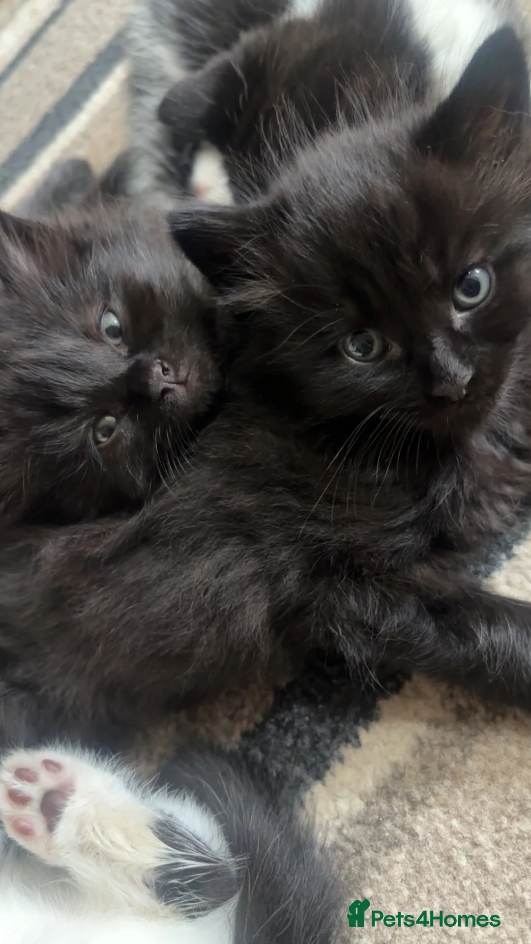 Mixed Breed cats for sale: RAGDOLL CROSS KITTENS  in Manchester - Advert 6
