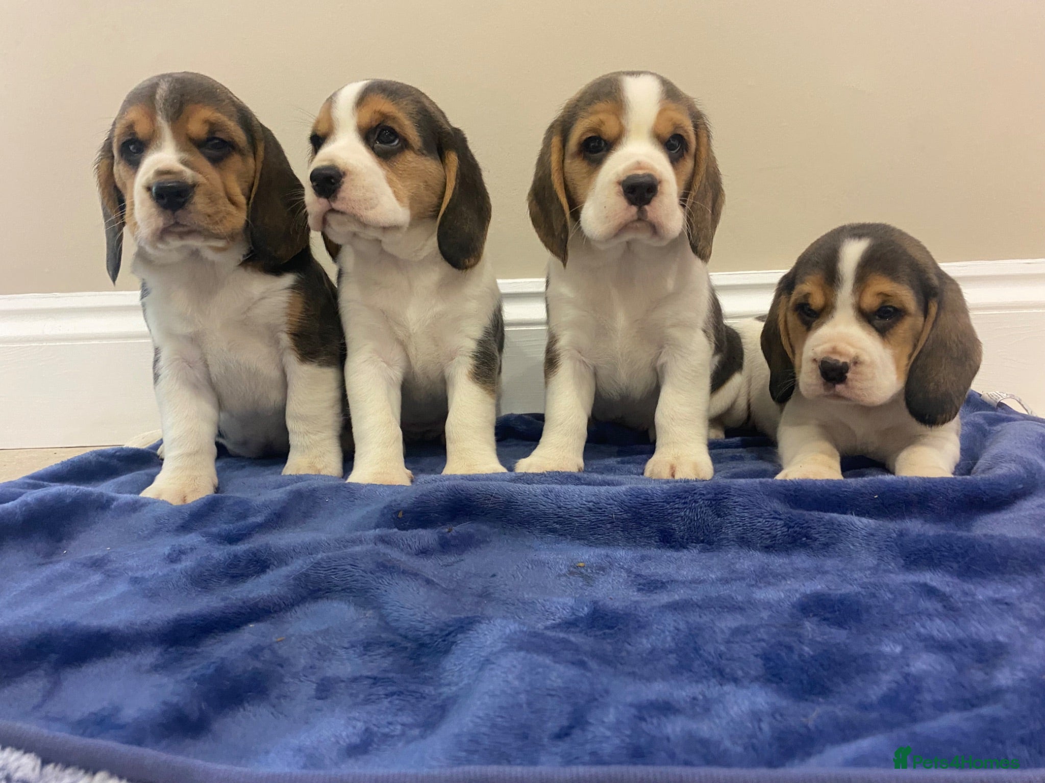 Beagle dogs Chunky friendly beagles  - Advert 1